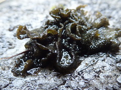 Collema subflaccidum
