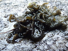 Collema subflaccidum