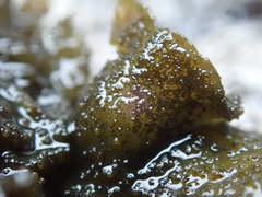 Collema subflaccidum