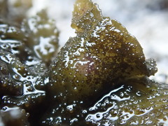 Collema subflaccidum