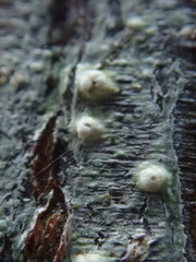 Pertusaria leioplaca