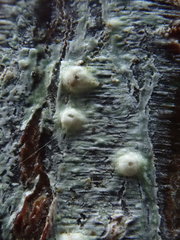 Pertusaria leioplaca