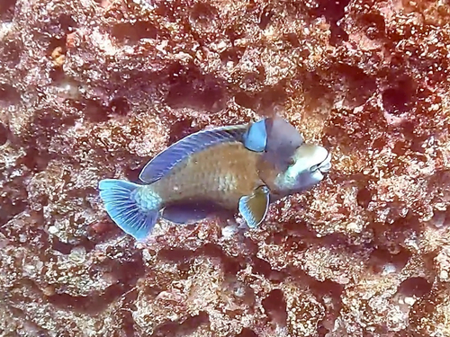 Scarus perrico