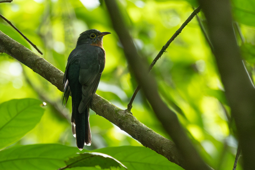 Cacomantis castaneiventris, 2026-01-28