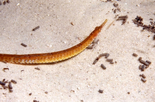 Bonte zeenaald (Vanacampus poecilolaemus) — Syngnathidae