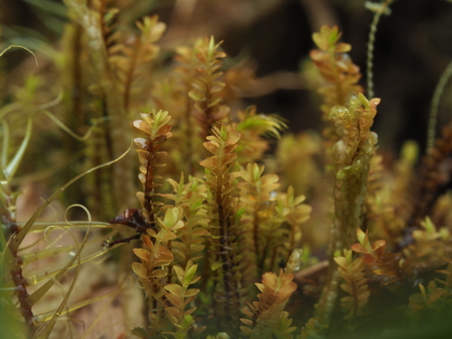 Syzygiella perfoliata