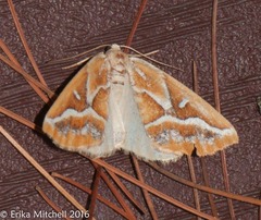 Caripeta angustiorata