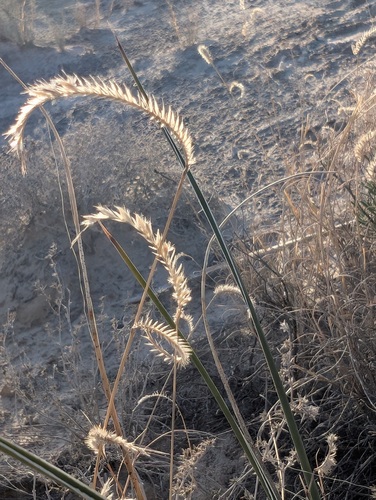 Gypsum Grama