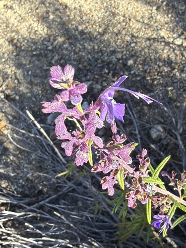 Parish's bluecurls (Trichostema parishii)