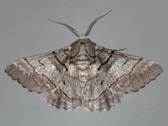 Hypobapta diffundens