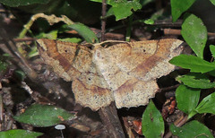 Euchlaena deplanaria