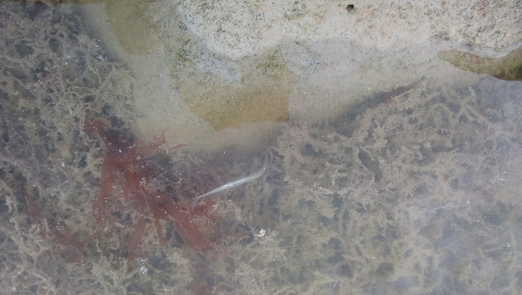 Pseudotylosurus