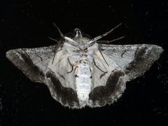 Hypobapta diffundens