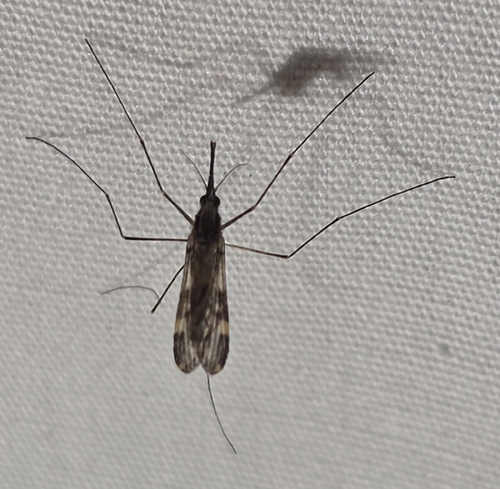 Unknown species found near Troy, AL 36079, USA