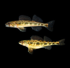 Shield Darter photo 2