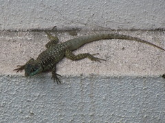 Tropidurus torquatus