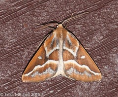 Caripeta angustiorata