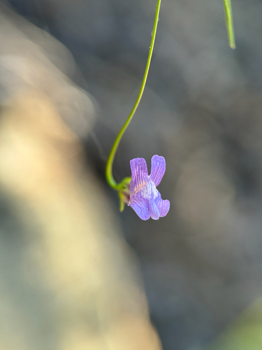 Neogaerrhinum strictum, photograph 6