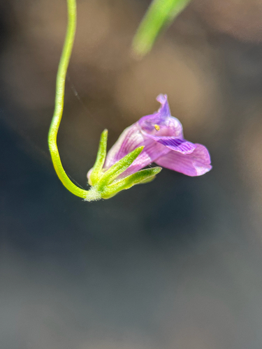 Neogaerrhinum strictum, photograph 5