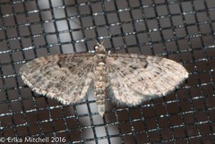 Eupithecia lariciata