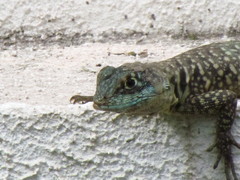 Tropidurus torquatus