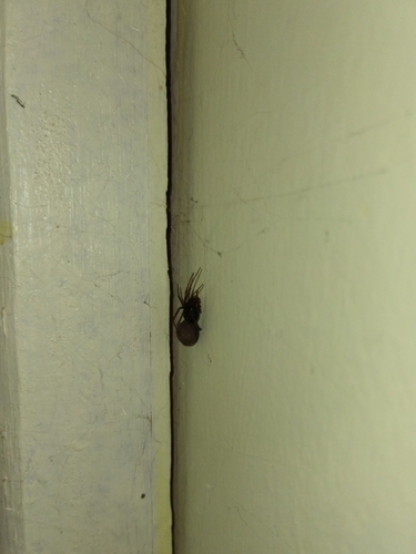Red House Spider