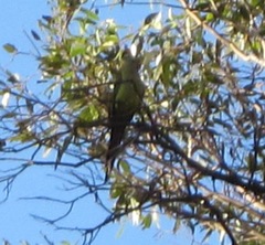 Polytelis anthopeplus