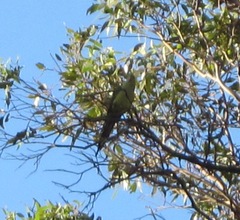 Polytelis anthopeplus