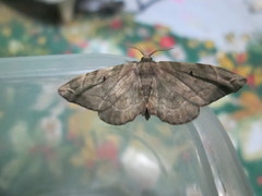 Phiditia