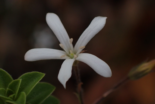 Billardiera laxiflora (Billardiera laxiflora)
