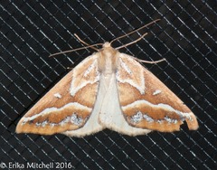 Caripeta angustiorata