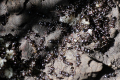 Crematogaster coarctata