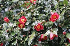 Camellia japonica