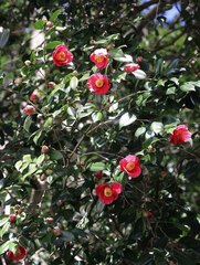 Camellia japonica