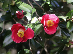 Camellia japonica