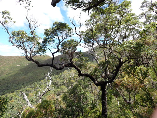 Marri (Corymbia calophylla)