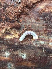 Monochamus titillator