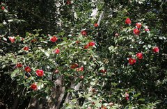Camellia japonica