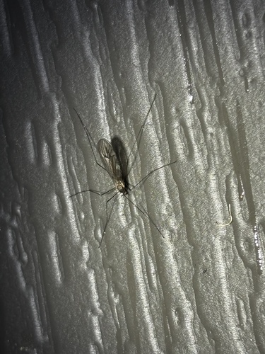 Unknown species found near Madeline Ct, Stamford, CT, US