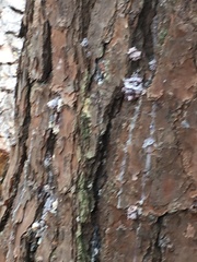 Dendroctonus terebrans