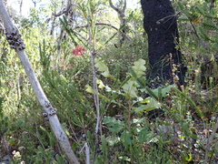 Em Lamond, CC BY, iNaturalist via GBIF Banksia solandri, photograph Em Lamond, CC BY, iNaturalist via GBIF