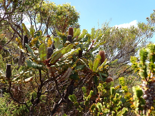 Banksia solandri, photograph 6