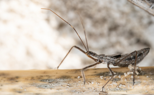 Four-spurred Assassin Bug photo 4