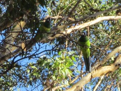 Barnardius zonarius semitorquatus