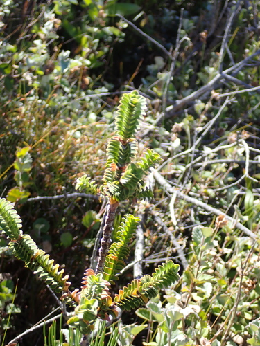 Gravel Bottlebrush (Melaleuca transversa)
