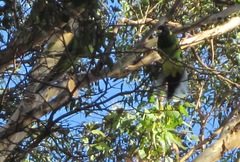 Barnardius zonarius semitorquatus