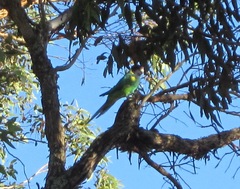 Barnardius zonarius semitorquatus