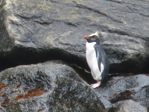 Fiordland Penguin (Eudyptes pachyrhynchus), photo 5