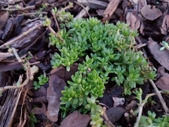 Sedum sarmentosum
