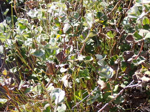Southern Cross (Xanthosia rotundifolia)